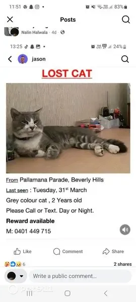 Lost cat, Pallamana Parade, 70, Georges River Council, Sydney — male with a bushy tail - photo