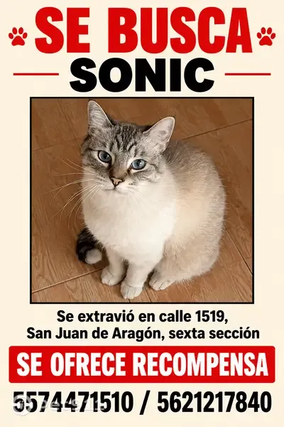 Gato perdido macho, Calle 1519, Ciudad de México, Mexico City — atigrado de ojos azules - photo