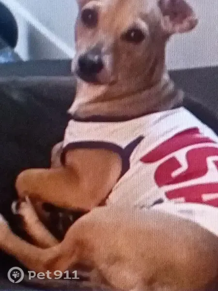 Lost male dog, Oak Street, 607;609;611;613;615;617;619, San Francisco — light brown, 15 pounds - photo