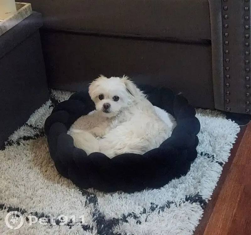 Lost dog, Birchlawn Drive, Farmers Branch — small white Shih Tzu mix - photo