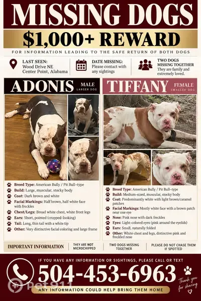 Lost dog, Wood Drive Northeast, 2917, Center Point — white coat with brown patches - photo
