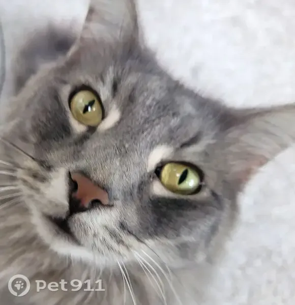 Lost cat, South Longmore, 850, Mesa — male, grey and longhaired with a fluffy tail - photo