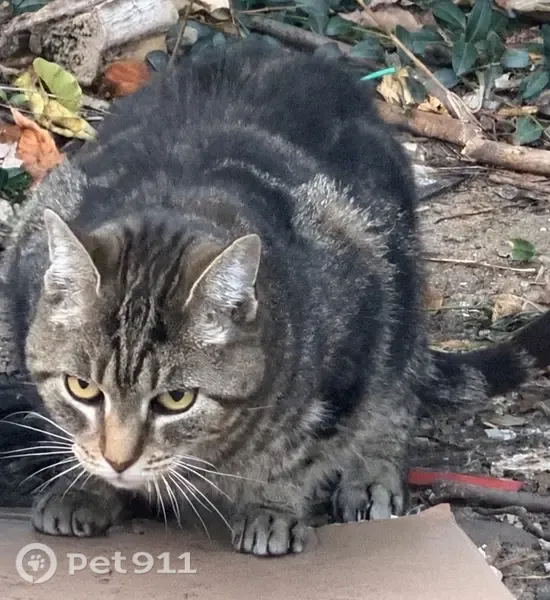 Found cat, Cambridge Drive, Aberdeen Township, Keyport — female tabby - photo