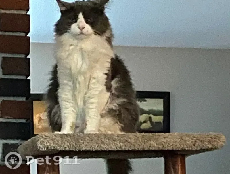 Lost cat, Orchard Road, 19, Ashland — male, grey and white, usually friendly - photo