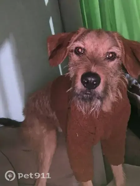 Cachorro perdido, Rua Prefeito Braulino de Matos Reis, 689 — caramelo com casaco quadriculado - photo