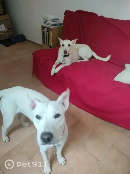 Perro perdido, 20 de Noviembre, 465, Morelia — pelo corto y blanco - photo