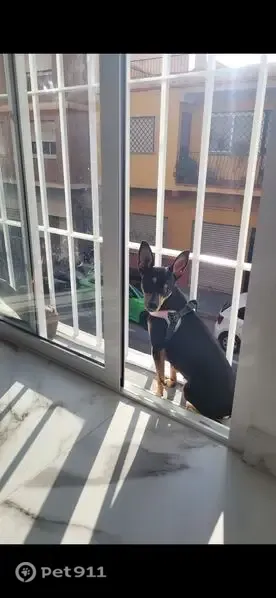 Perro perdido, Calle San Juan Bosco, Málaga, Madrid — hembra negra, tímida y cariñosa - photo