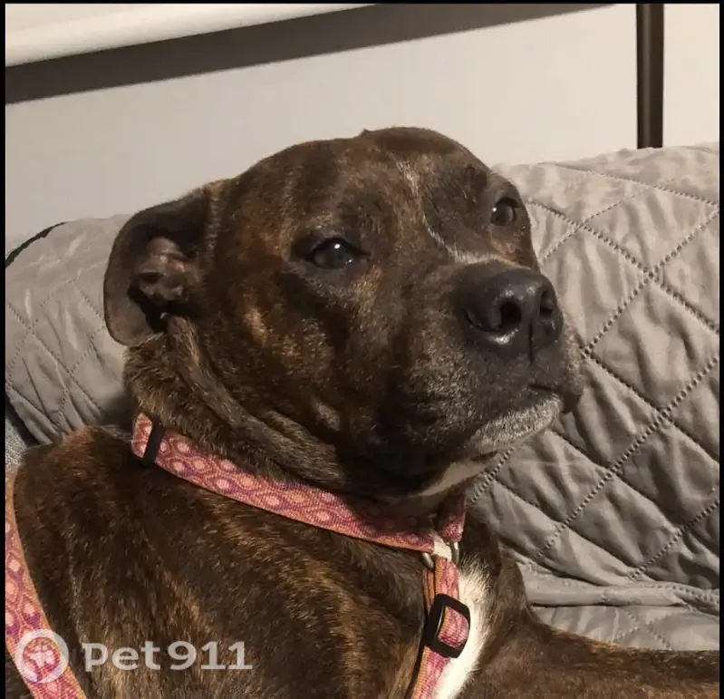 Lost female dog, Brisbane — brindle Staffy - photo