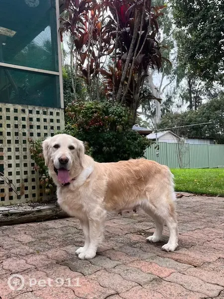 Lost dog, Hawkesbury Road, 360, Blue Mountains, Yellow Rock — frightened female Golden Retriever - photo