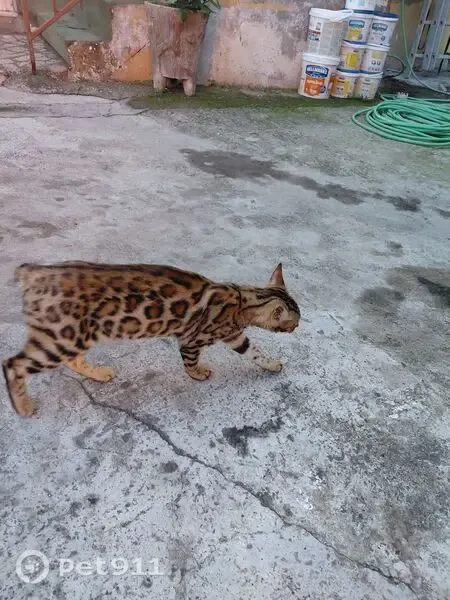 Gato encontrado, Calle Real, 75, La Matanza de Acentejo, Tacoronte — está en un patio de C. Romeral 10 - photo