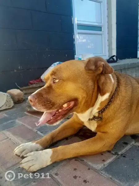 Lost Dog, Tunnel Street, 12, Cape Town, Retreat — male with a chain collar - photo