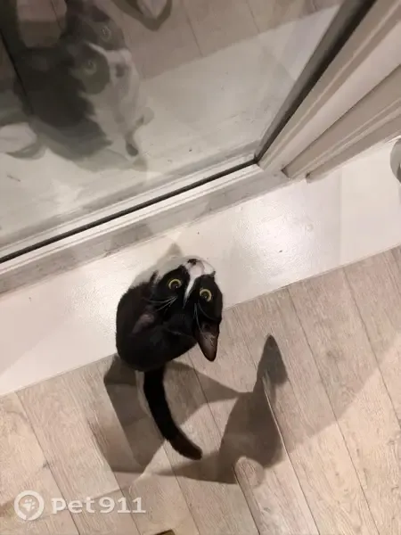 Lost cat, Romford Road, 350-360, Barking — female tuxedo cat - photo