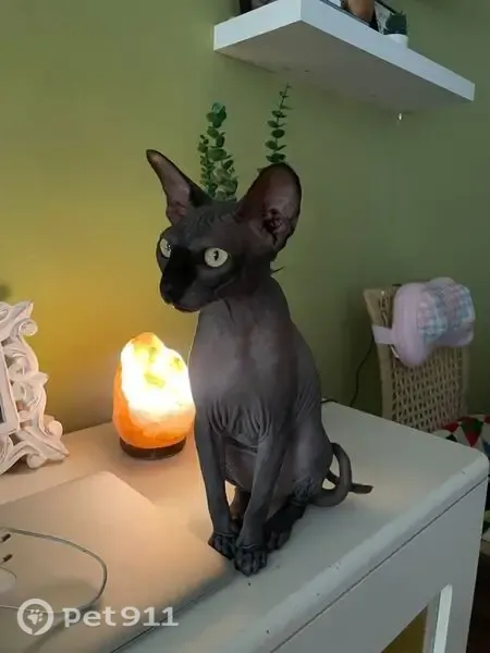 Gato perdido, hembra, Calle de Dinamarca, 31, Benidorm — muy cariñoso - photo