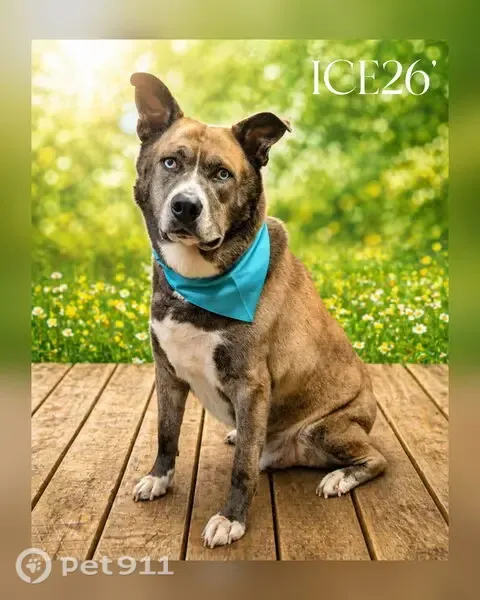 Lost dog, male, Loris — very large 140-lb dog who loves people - photo