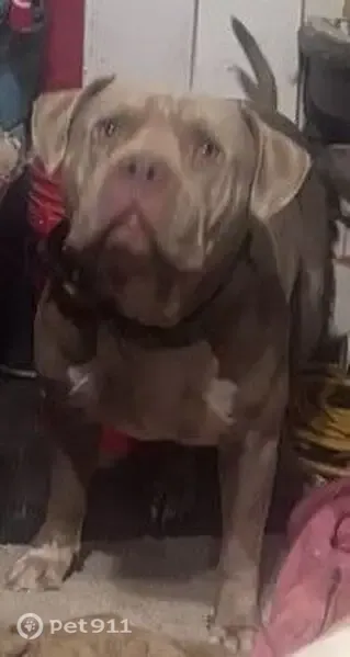 Lost dog, South Walnut Avenue, 1910, Oklahoma City — fawn-colored male who ran away near 17th Central - photo