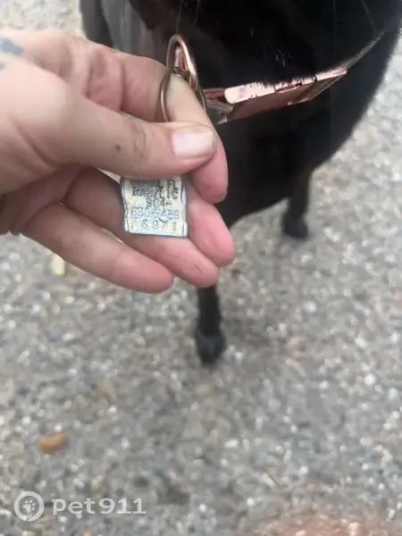 Found dog, Manchester Road, 4791, Jacksonville — small black mutt with a pink collar - photo