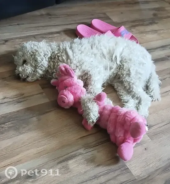 Lost dog, Sundance Drive, 163, Grand Junction — male miniature poodle with epilepsy - photo