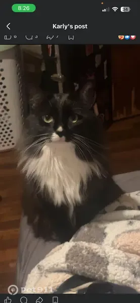 Lost cat, Sean Drive, 215, Carbondale — female, long-haired tuxedo - photo