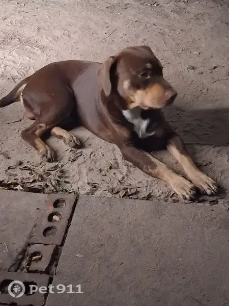 Lost dog, Stage Coach Road, 7484, Camilla, Columbia — male dog named Batman - photo