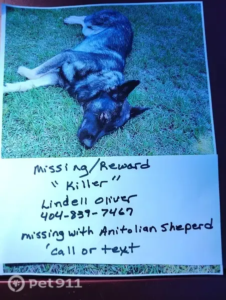 Lost male dog, Minter Road, 1318, Griffin — black and tan German Shepherd - photo