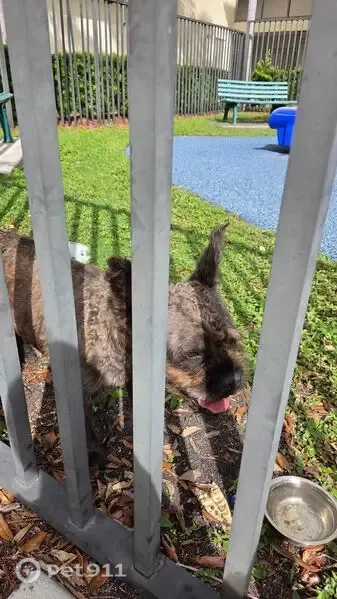 Found dog, Northwest 22nd Avenue, 4111, Miami — friendly young male - photo
