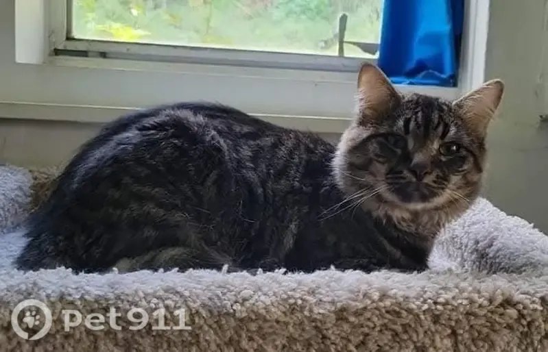 Lost cat, East Longview Drive, Woodbridge, Springfield — timid neutered male with cerebellar hypoplasia - photo
