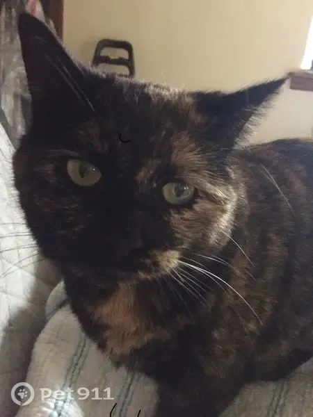 Lost female cat, Salem Avenue, 1497, Hagerstown — tortoiseshell, 12 years old - photo