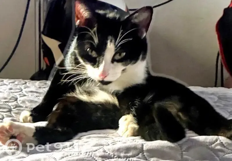 Gato perdido, macho, Calle 47, Ciudad de México, Iztapalapa — responde al nombre de Vico - photo