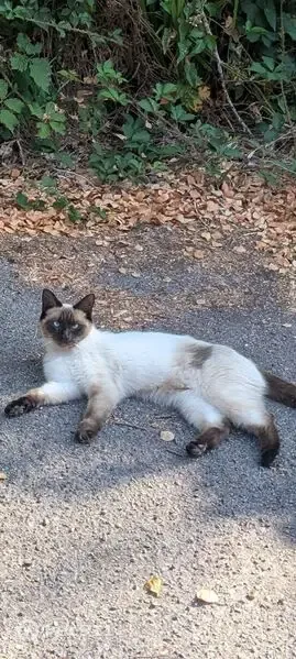 Lost cat, Gorse Lane, Hamworthy — female Ragdoll - photo