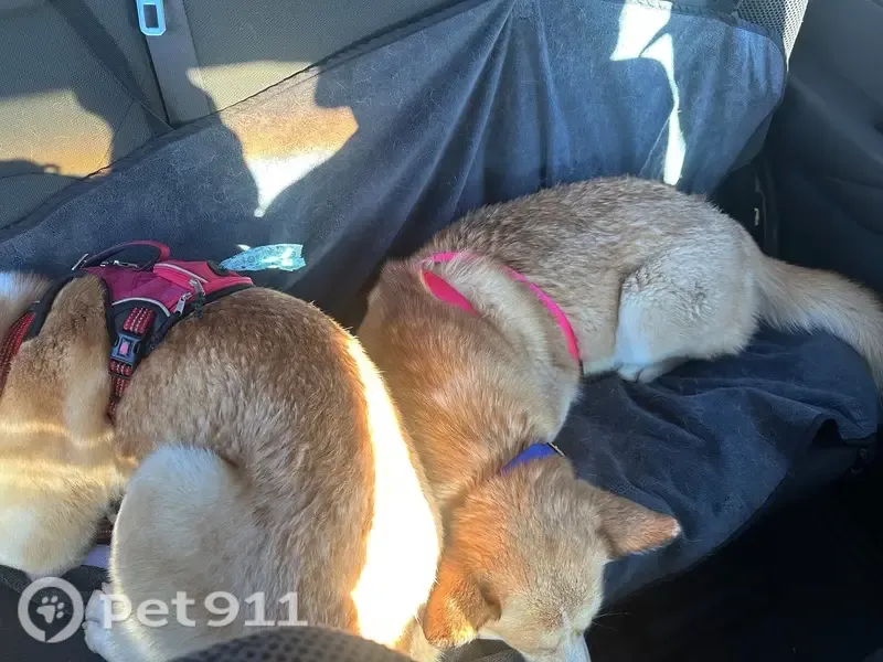 Lost female dog, Justin Court, 37026, Palmdale — blue eyes - photo
