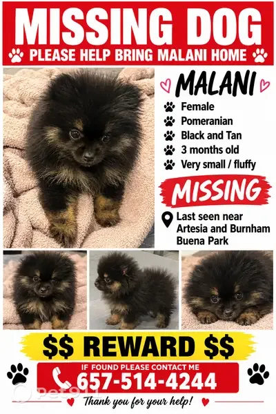Lost female dog, Burnham Avenue, 5932, Buena Park — tiny black and tan Pomeranian puppy - photo