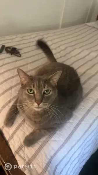 Lost cat, Dalewood Avenue, Maple Heights, Youngstown — male with bright green eyes - photo