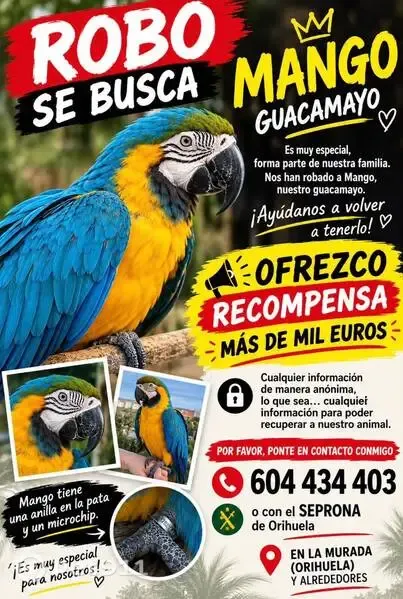 Ave perdida, La Murada, Orihuela — azul y amarilla y muy gritona - photo