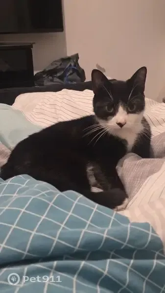 Lost cat, Parker Street, 9, Manchester — male - photo