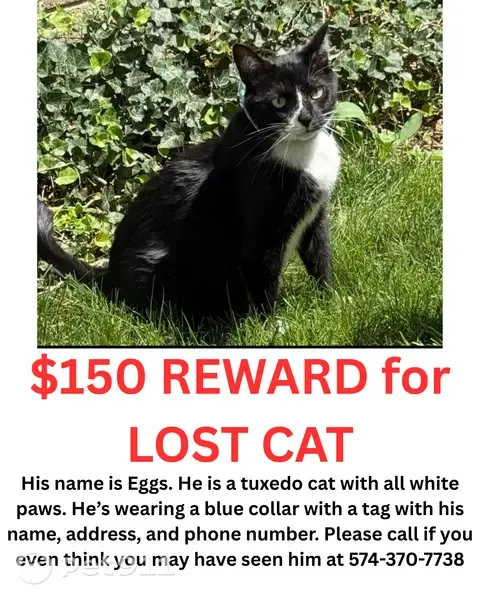 Lost male cat, East 3rd Street, 1018, Mishawaka, Monee — black-and-white tuxedo with white paws - photo