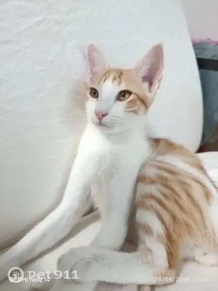 Gato perdido, Barri de la Llum, 15, València, Mislata — 6 meses - photo