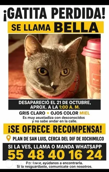 Gato perdido, Plan de San Luis, 61, Ciudad de México, Xochimilco — gris claro - photo