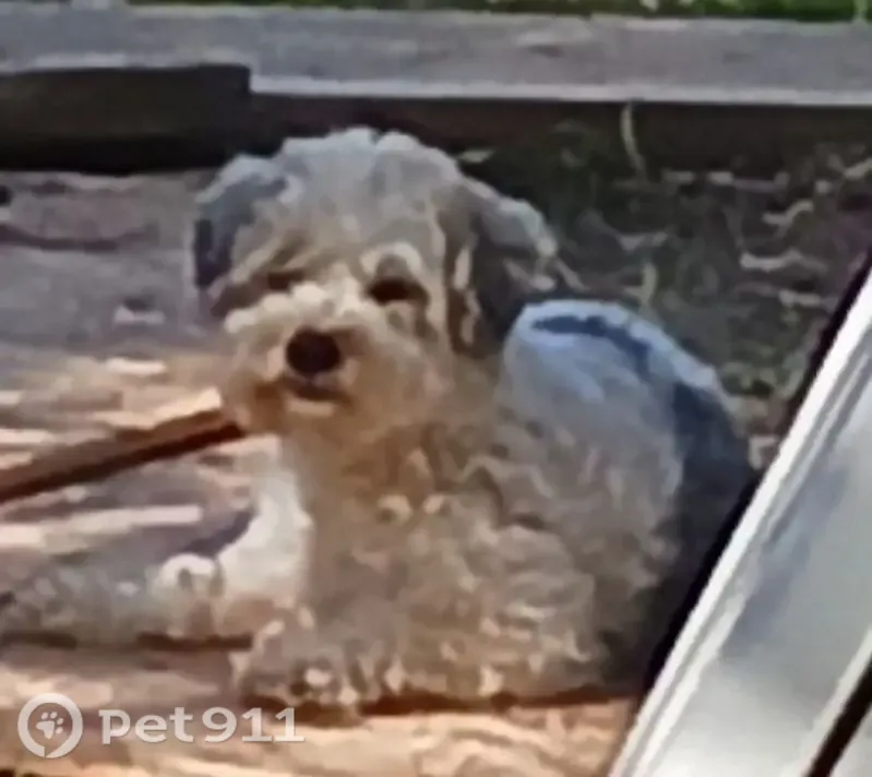 Lost dog, Roadway & Ave G, Texas 77659, USA, Sour Lake — female with white curly hair - photo