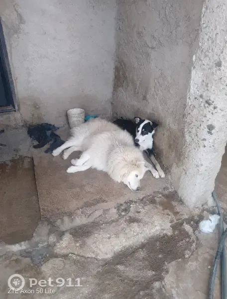 Perro perdido, Silao, Guanajuato — pecho y patas blancas - photo