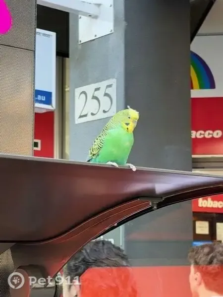 Found bird, Bourke Street, 570, Melbourne — green and yellow budgie - photo