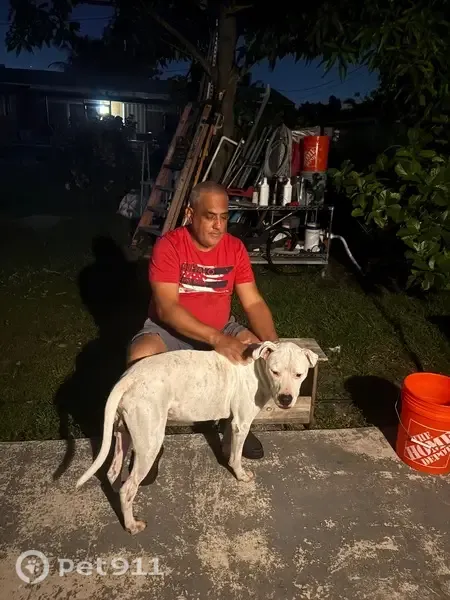 Found dog, Northwest 19th Avenue, 18900, Miami Gardens — big white male - photo