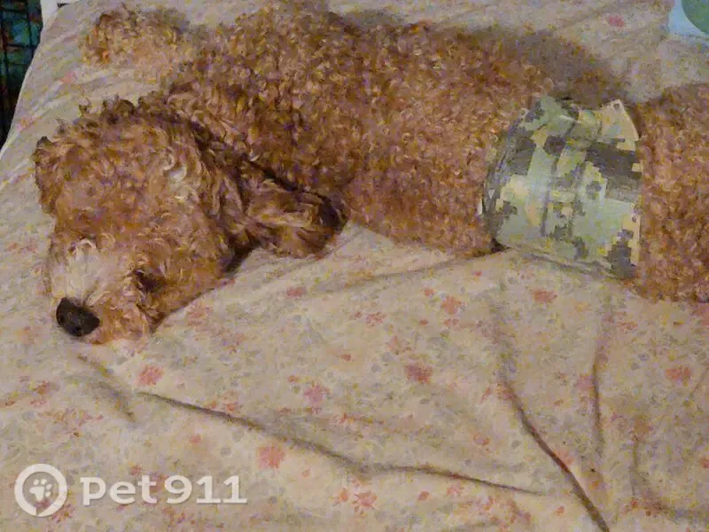 Lost dog, Flatbush Avenue, 1220, Arlington — male with a teal harness - photo