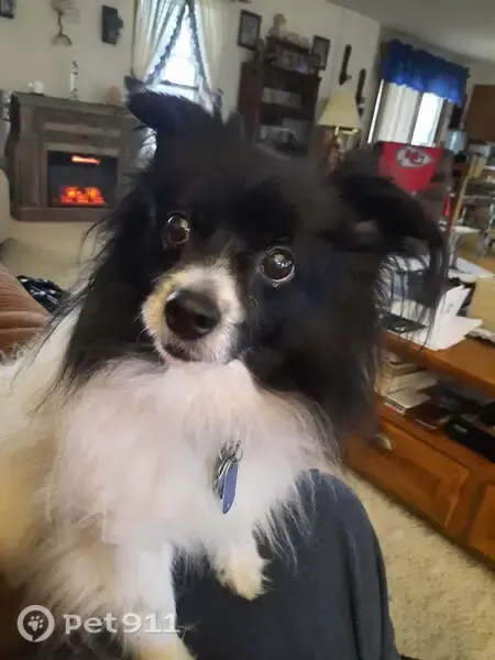 Lost dog, New Germany Trebein Road, 2863, Beavercreek — male, moves slowly and may be confused - photo