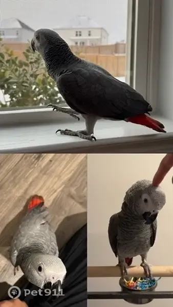Lost bird, Blue Juniper Circle, 1208, Loganville — 1-year-old Congo African Grey parrot - photo