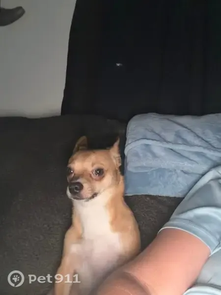 Lost dog, Oak Street, 202, Early — male, tan with white belly - photo