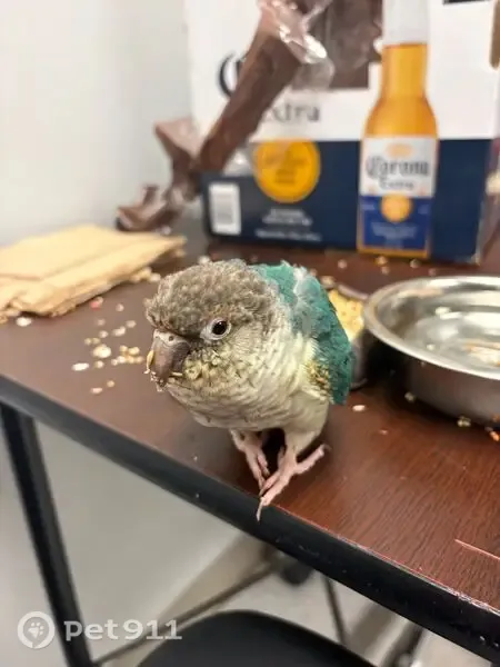 Found bird, Utica Avenue, 2343, Manhattan — turquoise Green-cheek Conure - photo