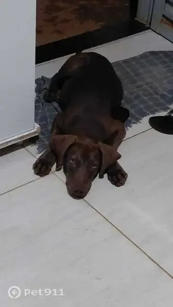 Cachorro perdido, Planaltina, Goiás — fêmea, 11 meses e olhos verdes - photo