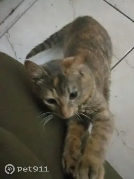 Gato perdido, Avenida Barão de Mauá, Mauá — manchinha clara no topo da cabeça - photo