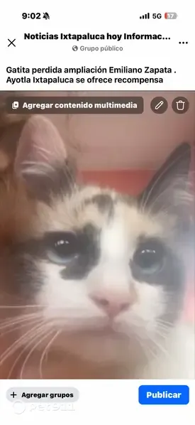 Gato perdido, Avenida Vicente Guerrero, 1777, San Isidro — hembra esterilizada de ojos azules - photo