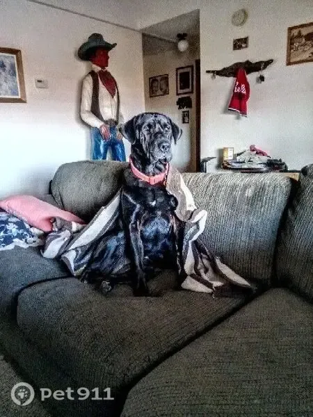 Lost dog, North Wadsworth Road, 3366, Willcox, Phoenix — female with a white chest - photo